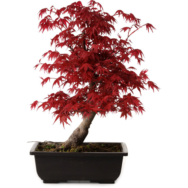 Acer palmatum deshojo, 40 cm, ± 10 years old, with a nebari of 4 cm