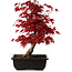 Acer palmatum deshojo, 40 cm, ± 10 Jahre alt, mit einem Wurzelhals von 4 cm