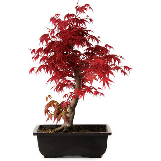 Acer palmatum deshojo, 40 cm, ± 10 years old
