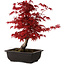 Acer palmatum deshojo, 40 cm, ± 10 Jahre alt, mit einem Wurzelhals von 4 cm