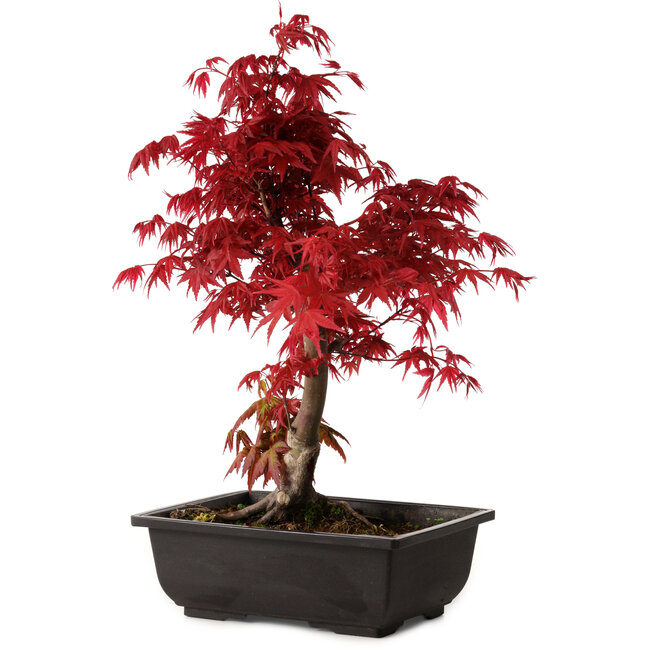 Acer palmatum deshojo, 40 cm, ± 10 Jahre alt, mit einem Wurzelhals von 4 cm