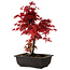 Acer palmatum deshojo, 40 cm, ± 10 años de edad, con un nebari de 4 cm