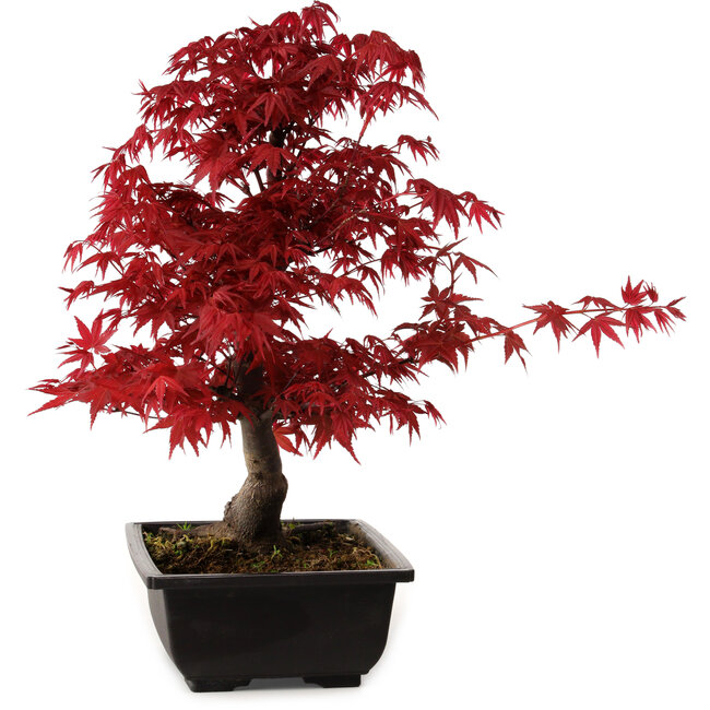 Acer palmatum deshojo, 40 cm, ± 10 jaar oud, met een nebari van 4 cm