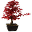Acer palmatum deshojo, 40 cm, ± 10 years old, with a nebari of 4 cm