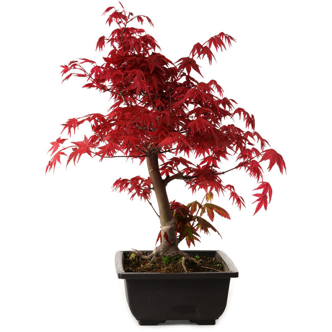 Acer palmatum deshojo, 40 cm, ± 10 years old, with a nebari of 4 cm