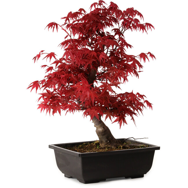 Acer palmatum deshojo, 40 cm, ± 10 anni, con nebari di 4 cm
