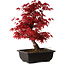 Acer palmatum deshojo, 40 cm, ± 10 anni, con nebari di 4 cm