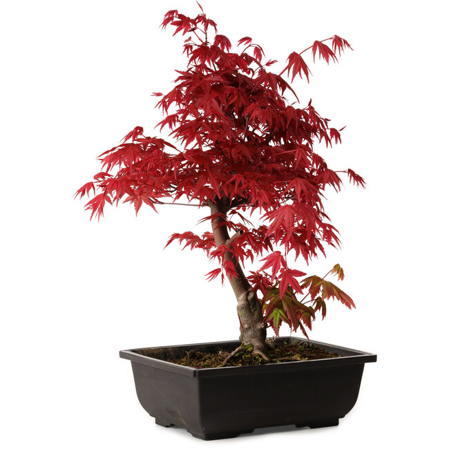 Acer palmatum deshojo, 40 cm, ± 10 years old, with a nebari of 4 cm
