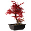 Acer palmatum deshojo, 40 cm, ± 10 anni, con nebari di 4 cm