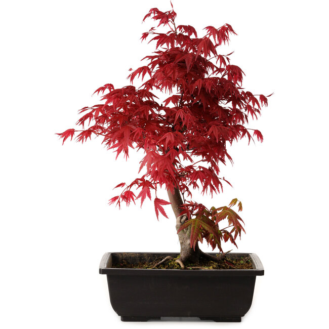 Acer palmatum deshojo, 40 cm, ± 10 Jahre alt, mit einem Wurzelhals von 4 cm