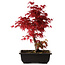 Acer palmatum deshojo, 40 cm, ± 10 ans, avec un nebari de 4 cm