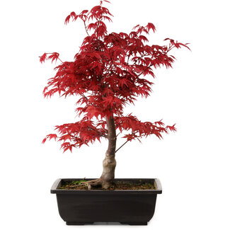 Acer palmatum deshojo, 40 cm, ± 10 years old