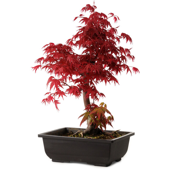 Acer palmatum deshojo, 40 cm, ± 10 years old, with a nebari of 4 cm