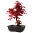 Acer palmatum deshojo, 40 cm, ± 10 años de edad, con un nebari de 4 cm