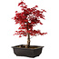 Acer palmatum deshojo, 40 cm, ± 10 años de edad, con un nebari de 4 cm