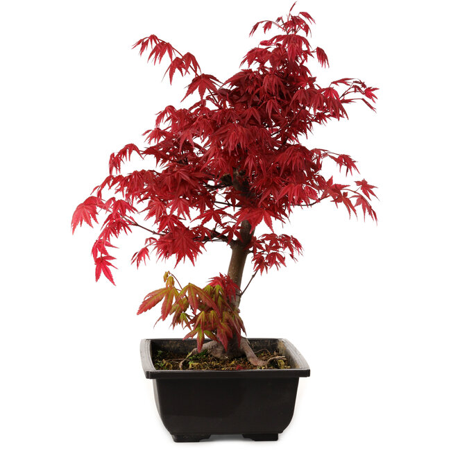 Acer palmatum deshojo, 40 cm, ± 10 Jahre alt, mit einem Wurzelhals von 4 cm