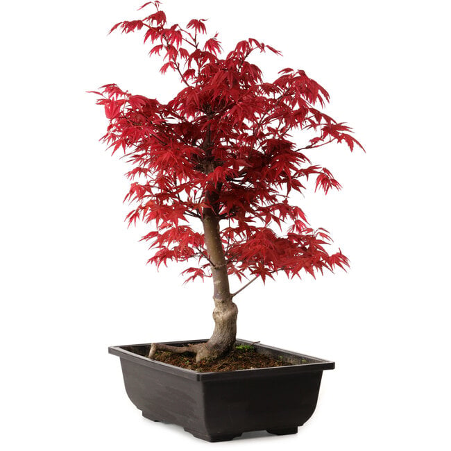 Acer palmatum deshojo, 40 cm, ± 10 Jahre alt, mit einem Wurzelhals von 4 cm