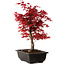 Acer palmatum deshojo, 40 cm, ± 10 years old, with a nebari of 4 cm