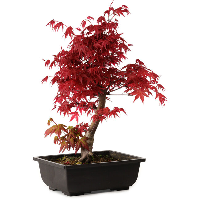 Acer palmatum deshojo, 40 cm, ± 10 jaar oud, met een nebari van 4 cm