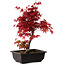 Acer palmatum deshojo, 40 cm, ± 10 años de edad, con un nebari de 4 cm