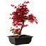 Acer palmatum deshojo, 40 cm, ± 10 jaar oud, met een nebari van 4 cm