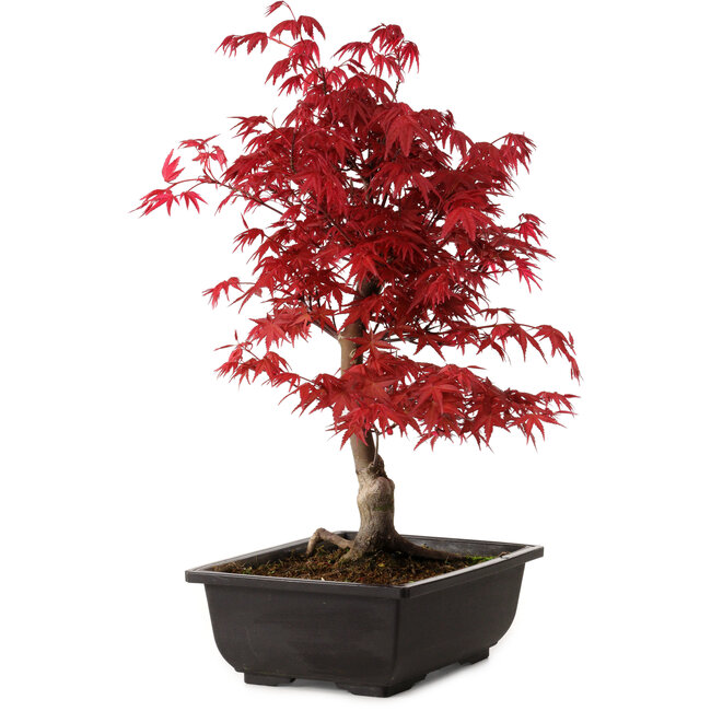 Acer palmatum deshojo, 40 cm, ± 10 years old, with a nebari of 4 cm