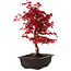 Acer palmatum deshojo, 40 cm, ± 10 ans, avec un nebari de 4 cm