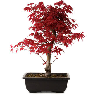 Acer palmatum deshojo, 40 cm, ± 10 years old