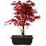 Acer palmatum deshojo, 40 cm, ± 10 anni, con nebari di 4 cm