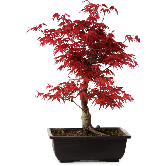 Acer palmatum deshojo, 40 cm, ± 10 years old, with a nebari of 4 cm