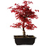 Acer palmatum deshojo, 40 cm, ± 10 años de edad, con un nebari de 4 cm