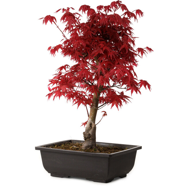 Acer palmatum deshojo, 40 cm, ± 10 years old, with a nebari of 4 cm