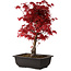 Acer palmatum deshojo, 40 cm, ± 10 Jahre alt, mit einem Wurzelhals von 4 cm