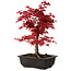 Acer palmatum deshojo, 40 cm, ± 10 years old, with a nebari of 4 cm