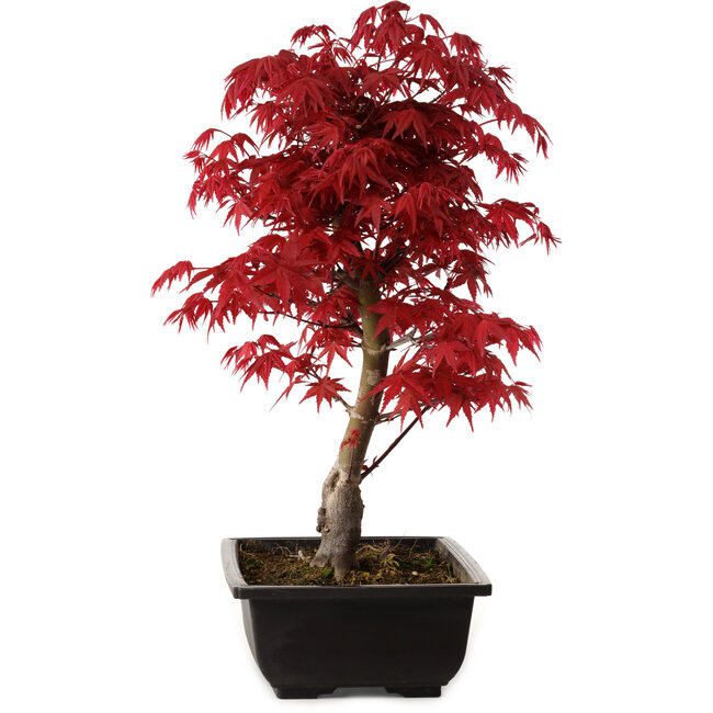 Acer palmatum deshojo, 40 cm, ± 10 Jahre alt, mit einem Wurzelhals von 4 cm