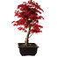 Acer palmatum deshojo, 40 cm, ± 10 años de edad, con un nebari de 4 cm