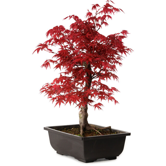 Acer palmatum deshojo, 40 cm, ± 10 years old, with a nebari of 4 cm