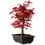 Acer palmatum deshojo, 40 cm, ± 10 years old, with a nebari of 4 cm