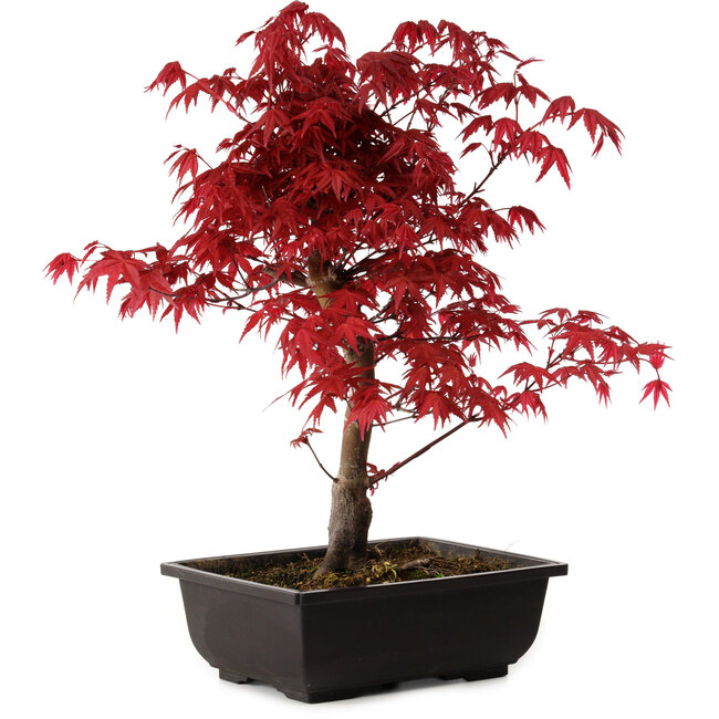 Acer palmatum deshojo, 40 cm, ± 10 Jahre alt, mit einem Wurzelhals von 4 cm