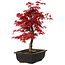 Acer palmatum deshojo, 40 cm, ± 10 years old, with a nebari of 4 cm