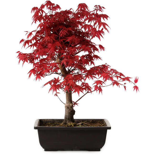Acer palmatum deshojo, 40 cm, ± 10 years old, with a nebari of 4 cm