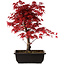 Acer palmatum deshojo, 40 cm, ± 10 years old, with a nebari of 4 cm