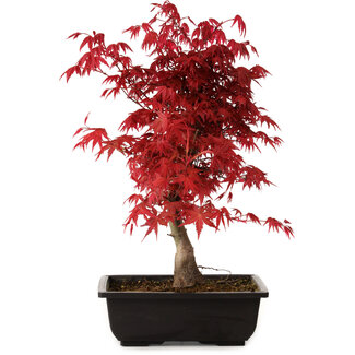 Acer palmatum deshojo, 40 cm, ± 10 Jahre alt