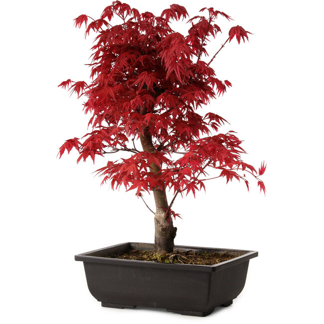 Acer palmatum deshojo, 40 cm, ± 10 ans, avec un nebari de 4 cm
