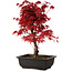 Acer palmatum deshojo, 40 cm, ± 10 Jahre alt, mit einem Wurzelhals von 4 cm