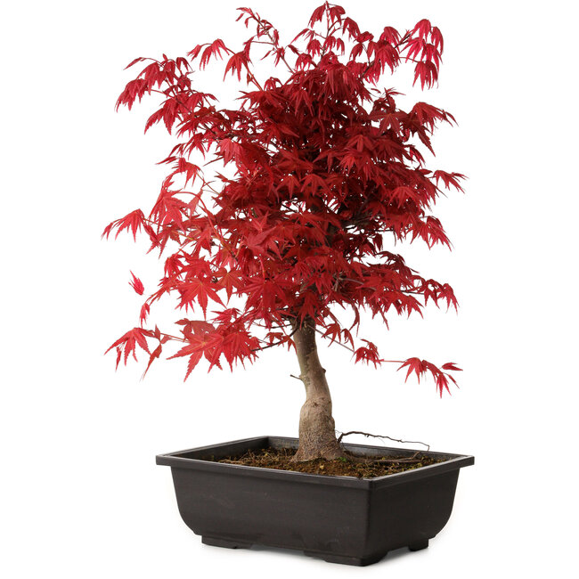 Acer palmatum deshojo, 40 cm, ± 10 years old, with a nebari of 4 cm