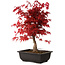 Acer palmatum deshojo, 40 cm, ± 10 years old, with a nebari of 4 cm