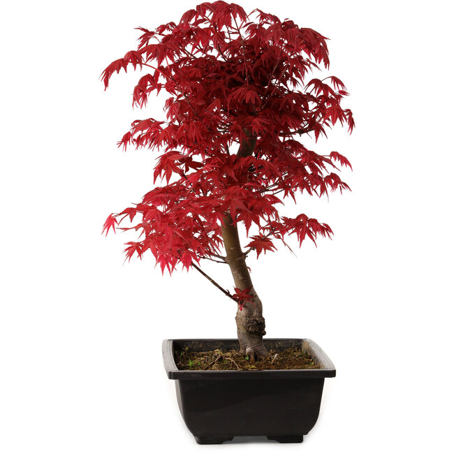 Acer palmatum deshojo, 40 cm, ± 10 anni, con nebari di 4 cm