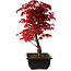 Acer palmatum deshojo, 40 cm, ± 10 anni, con nebari di 4 cm