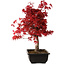 Acer palmatum deshojo, 40 cm, ± 10 years old, with a nebari of 4 cm